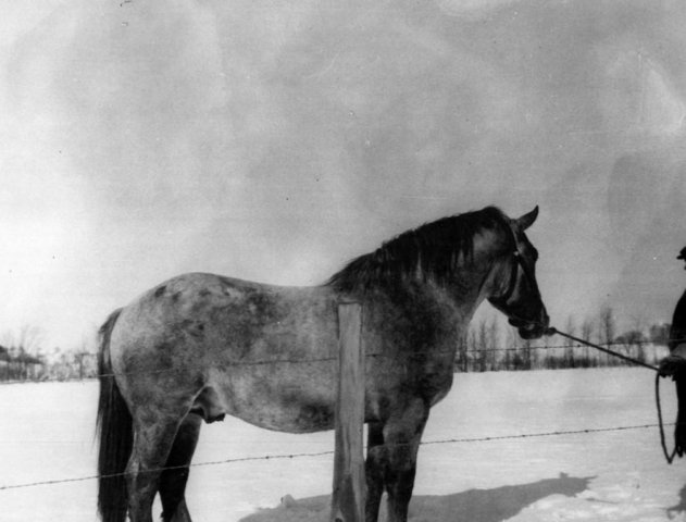 Wayne Watson training his colt